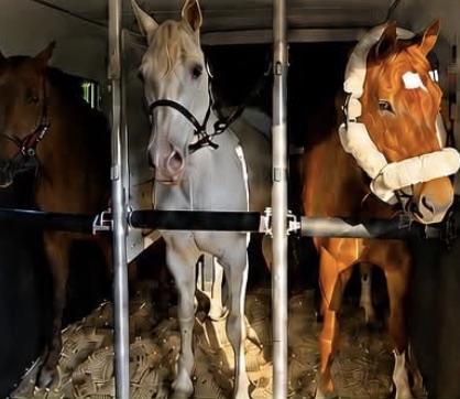Three horses loaded head-to-head in the trailer on fresh bedding